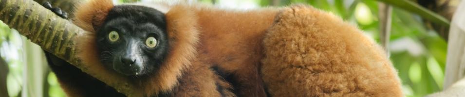 Red Vari Lemur